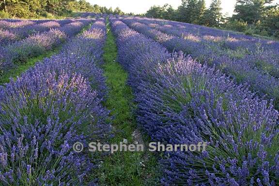 lavender near vacheres 2 graphic